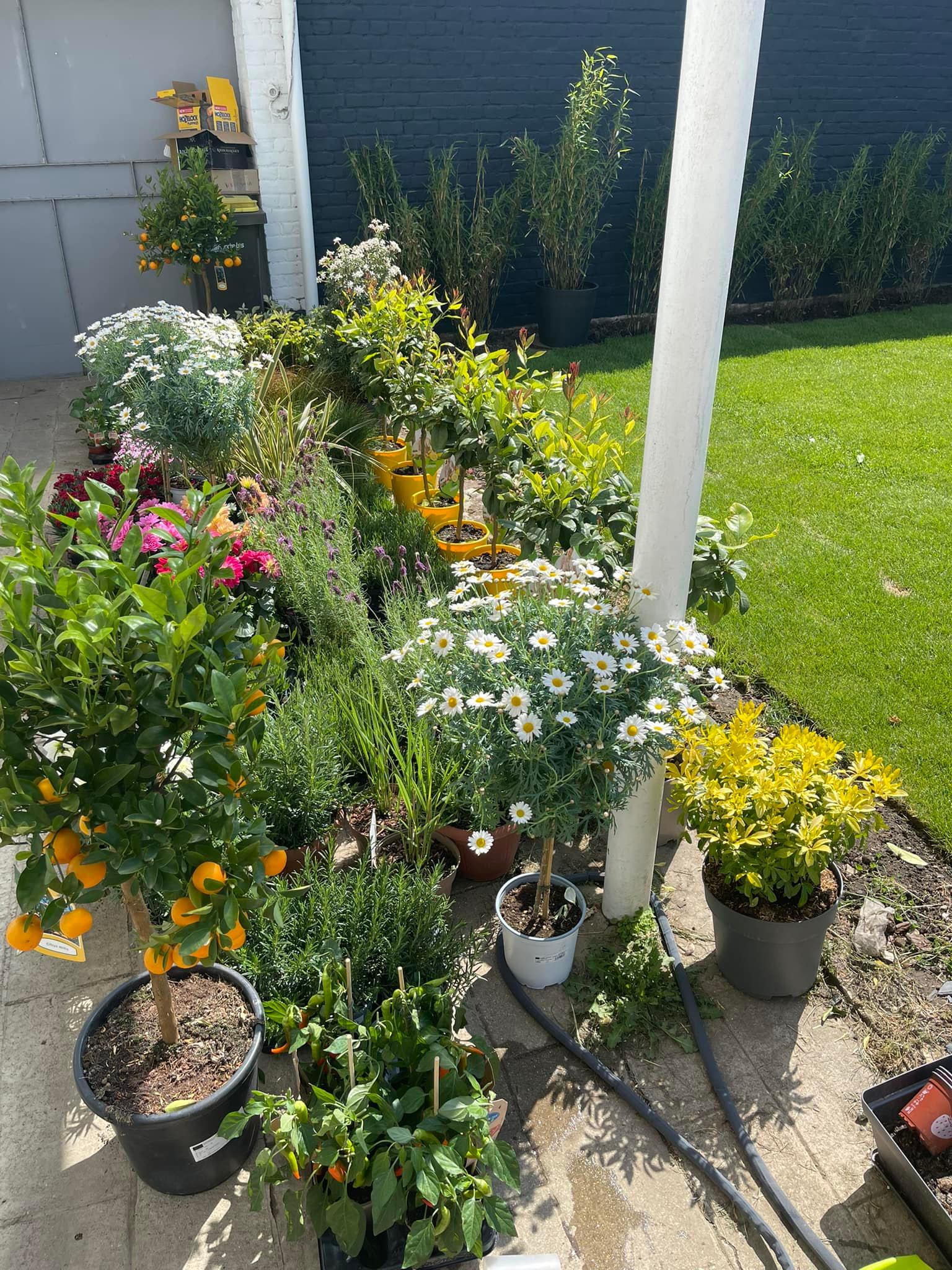 allex-home-paysagiste-entreprise-espace-vert-vente-de plantation-pépinière-62-59-lille-lens-saint-omer-saillysur la lys-livraison-plantations-clients-graminée-cheveux-ange-creation-paysagiste-jardin-fleuri-massif-jardin-paysagiste-nord-pas-de-calais