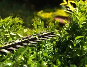 taille de haie dans votre jardin avec allex-home paysagiste nord-pas-de-calais 62