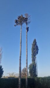 service élagage, abattage arbre paysagiste lille allex home